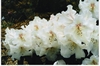 (R. Adriaan Koster x R. Williamsianum)